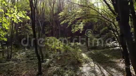 在树林之间放大阳光穿透树叶自然主题4k钻视频的预览图