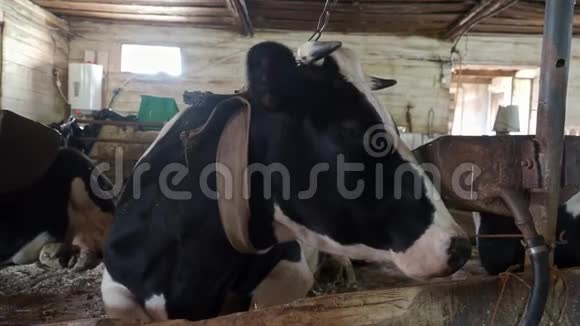 在免费畜栏饲养奶牛视频的预览图