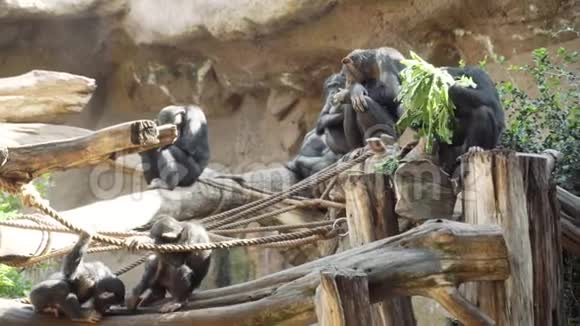 阳光明媚的一天猴子一家坐在木杆上视频的预览图