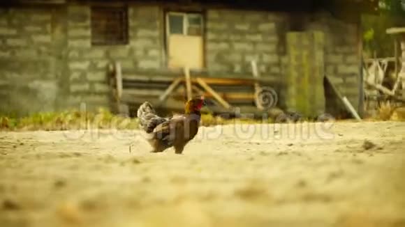 一只母鸡在尘土飞扬的土地上行走视频的预览图
