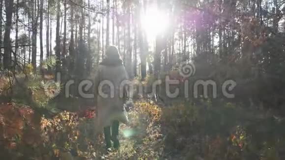 日出时年轻迷人的孤独女子走在秋天的森林里快乐时尚女性在户外享受一天视频的预览图