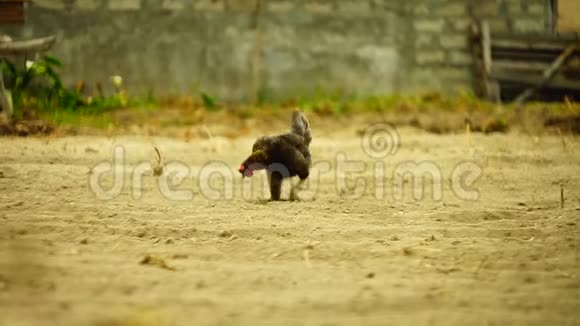 一只母鸡在尘土飞扬的土地上行走视频的预览图