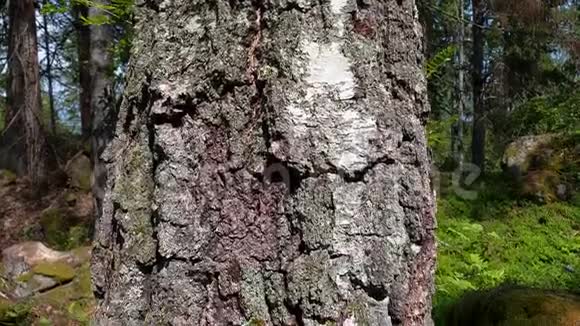 美丽的老桦树美丽的自然背景视频的预览图