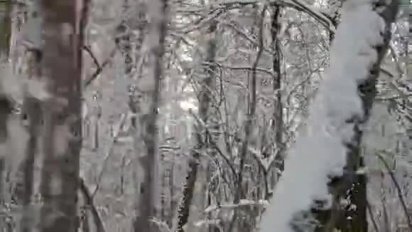 冬季雪林公园快速步行运动视频的预览图