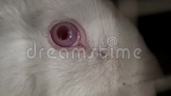 有红眼的白兔闭上眼睛视频的预览图