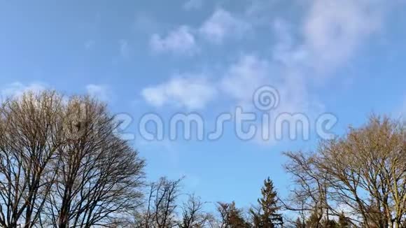 蓝天上的树顶和白云背景的壮丽景色美丽的春天自然背景视频的预览图