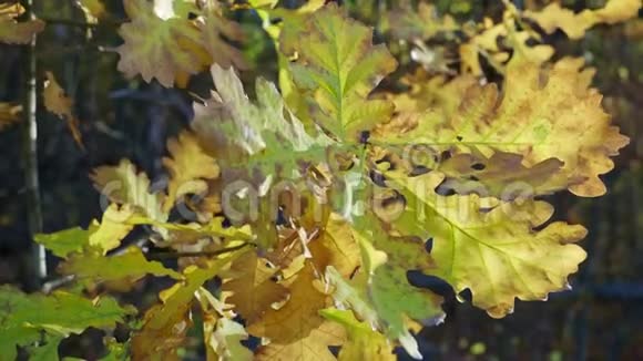 秋天枯萎的橡树色梨叶白天在风中瑟瑟发抖视频的预览图