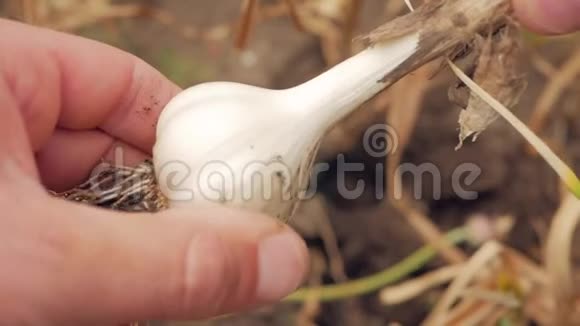 农夫挖出一头大蒜有机食品视频的预览图