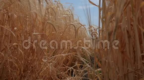 成熟的黑麦在风中摇曳有机食品慢动作视频的预览图