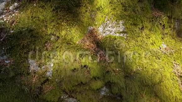 绿色苔藓丛生的石头的美丽近景美丽的自然背景视频的预览图
