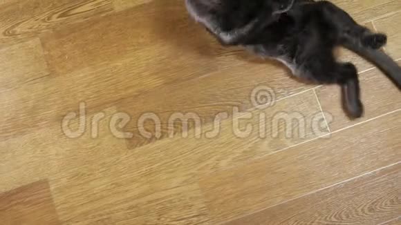 一只年轻的黑猫在绳子上玩老鼠视频的预览图
