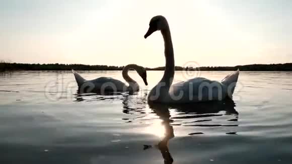 日落时分湖面上的两只白天鹅视频的预览图