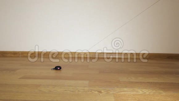 一只灰色的猫猎捕玩具老鼠的慢镜头视频的预览图
