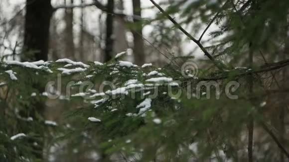 慢动作白雪覆盖在绿云杉的树枝上视频的预览图