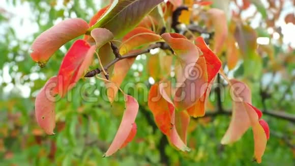 秋天枯萎的彩色梨树叶在白天的风中颤抖视频的预览图