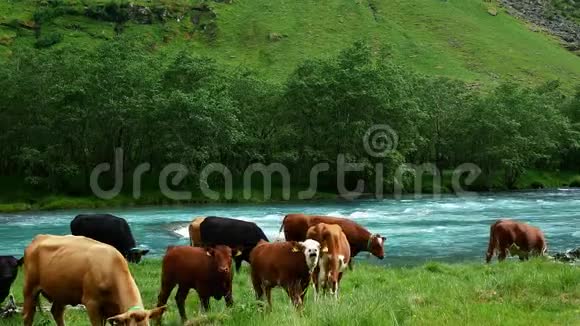 牛牛公牛小母牛小牛和小牛在一条湍急的蓝色河流和白水急流附近的绿色草地上牛和放牧视频的预览图