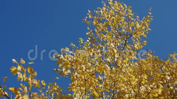 一种在风中摇摆的树上黄色的秋叶图案视频的预览图