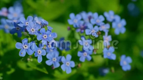 绿色背景上精致的蓝色天竺葵花朵的特写视频的预览图