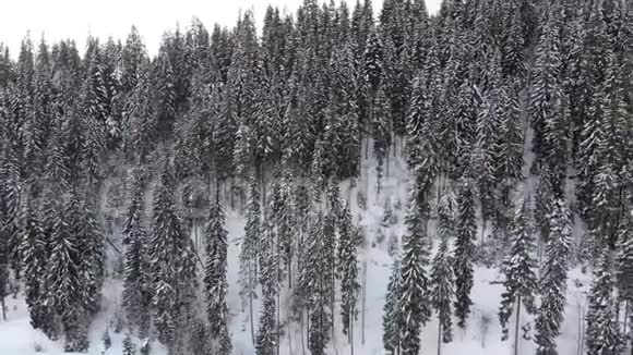 雪山森林中的喀尔巴阡山云杉和松树的鸟瞰图视频的预览图