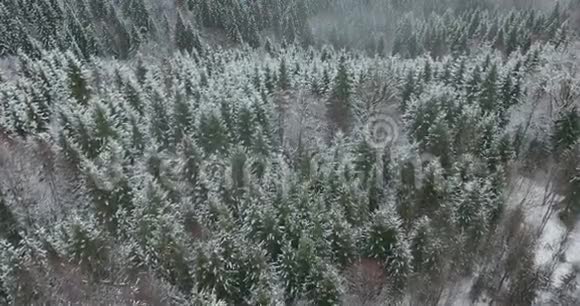 空中顶部无人机飞行视野云杉和松林覆盖雪冬天美丽的山纯净的自然视频的预览图