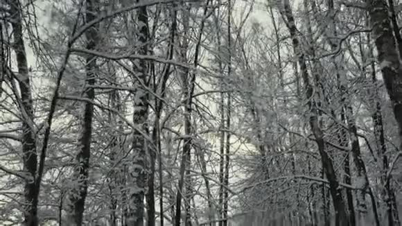 冬季雪林公园的步行运动视频的预览图