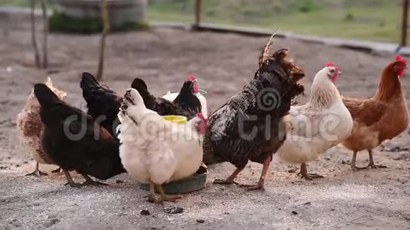 鸡和公鸡在食物摄入的地方吃东西在没有转基因生物的情况下饲养家禽视频的预览图