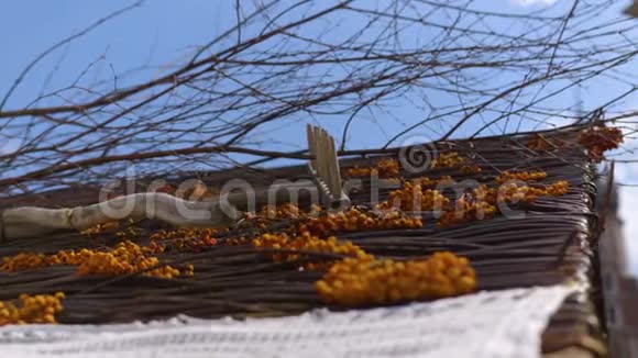 屋顶上用木耙堆出一堆橘红色的罗文浆果视频的预览图