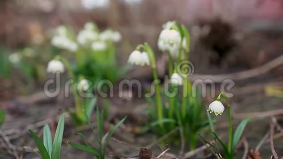 三月花园里生长的雪花春天的白色花朵加兰瑟斯自然背景视频的预览图