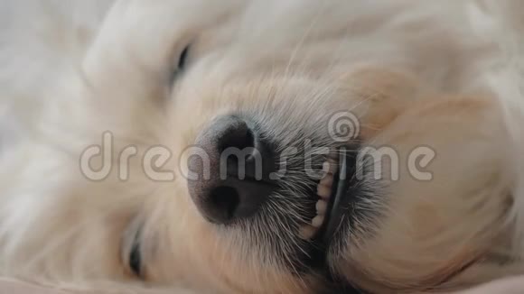 可爱的混种狗睡得很香甜可爱的睡脸宠物护理和动物概念视频的预览图