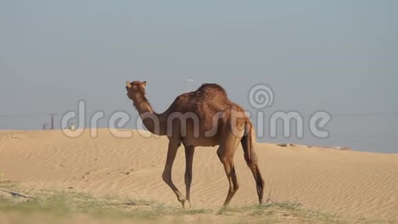 阿联酋阿布扎比沙漠中的骆驼视频的预览图