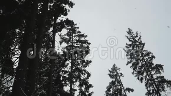 雪块从松树顶落下来视频的预览图
