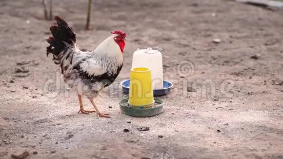 白色公鸡啄食塑料给料机破碎的小麦和玉米混合在一起是健康的家禽食品农场家禽视频的预览图
