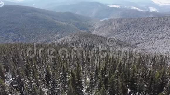 飞越风景白雪皑皑的喀尔巴阡山山顶森林视频的预览图