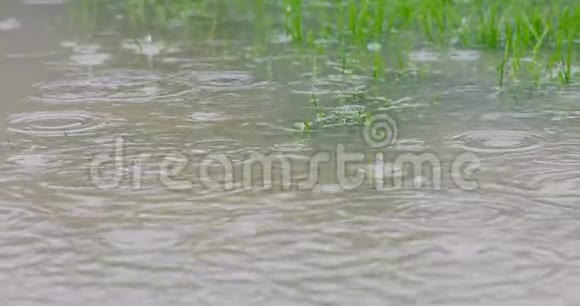 雨水落在被淹的草坪上大雨落在潮湿的家院子里慢慢地4k决议视频的预览图