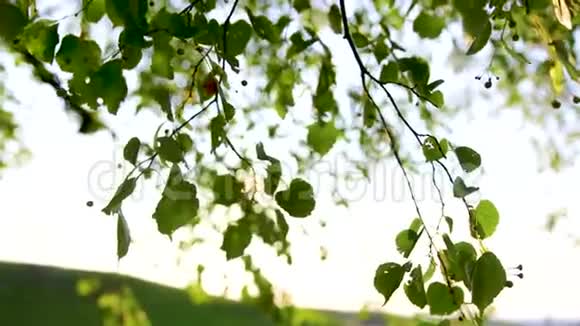 阳光穿过树叶浪漫的春天视频的预览图