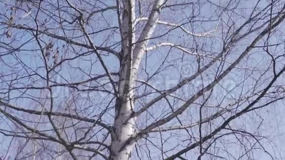 慢动作桦树春天自下而上视频的预览图