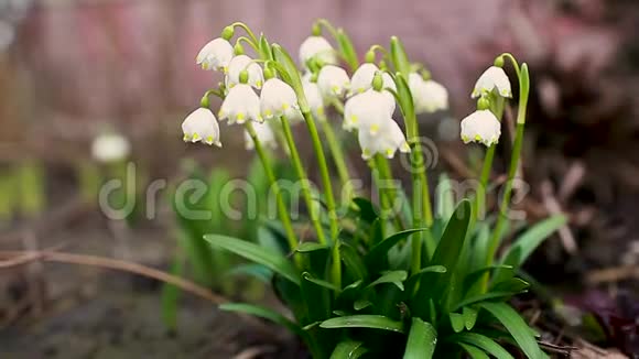 三月花园里生长的雪花春天的白色花朵加兰瑟斯自然背景视频的预览图