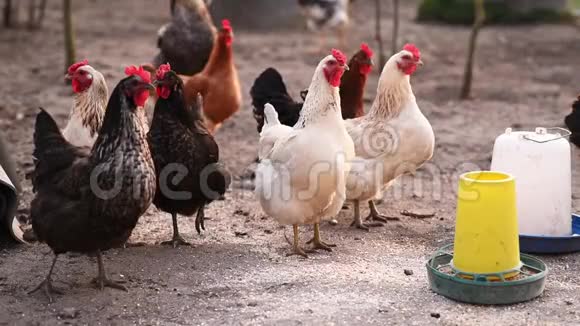 公鸡和鸡在花园里散步放置食物摄入在没有转基因生物的健康食品上喂养家禽农场家禽视频的预览图
