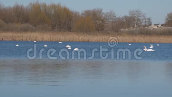 天鹅鸟潜入水中寻找食物录像一群美丽的白色天鹅在游泳和视频的预览图