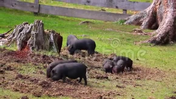 越南猪用新鲜的青草在草坪上放牧视频的预览图