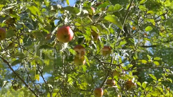 有机苹果收获雄手在阳光充足的夏日收获青红苹果健康饮食观念视频的预览图
