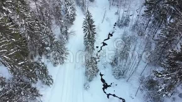 雪山树梢附近冬季针叶林喀尔巴阡山森林的鸟瞰图视频的预览图