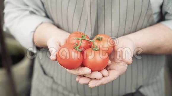 一位老人手捧成熟的红西红柿视频的预览图