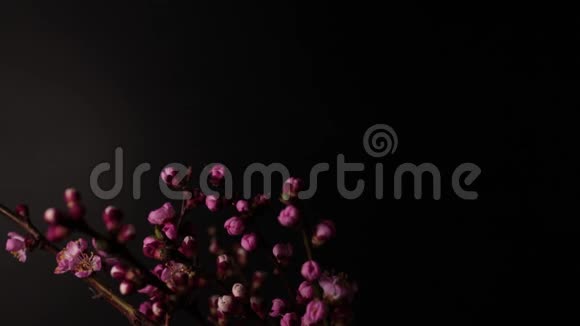 樱花在黑暗的背景上分枝视频的预览图