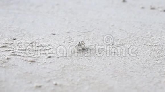 泰国小白鬼蟹走在沙滩上视频的预览图