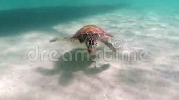 水下游泳海龟视频热带海洋中的野生海洋动物浅水中的海洋生物视频的预览图