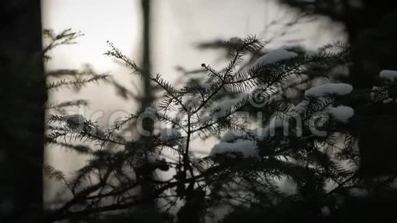 慢动作白雪覆盖在绿云杉的树枝上视频的预览图
