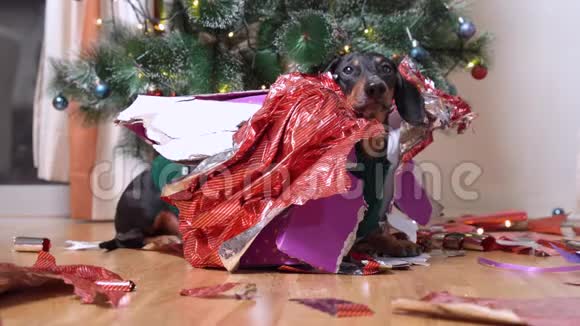 可爱的腊肠狗坐在打开的礼品盒里圣诞树背景上有撕成碎片的节日用纸视频的预览图