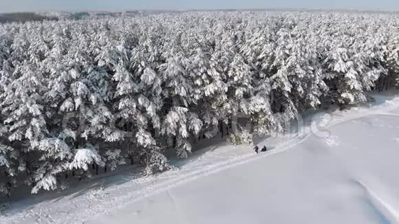 在阳光明媚的一天与人们一起观赏冬天的松林和雪道视频的预览图
