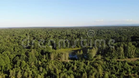 鸟瞰落叶林景观树木之间的泥湖沼泽地形高空钻4K视频的预览图
